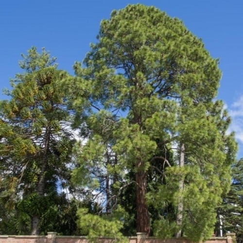 بذور شجرة الصنوبر الهندي ( Pinus roxburghii )