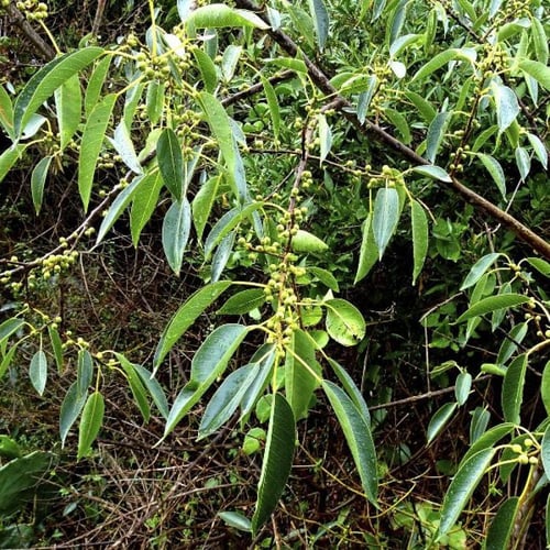 بذور شجرة الاثب ( Ficus cordata ssp )