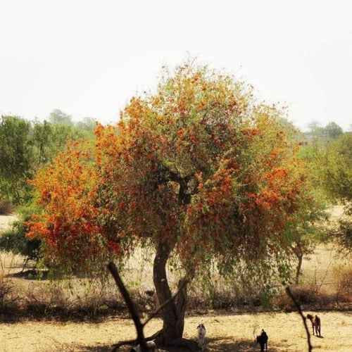 بذور شجرة الفرفارة ( Tecomella undulata )