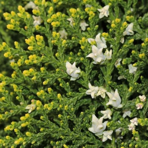 بذور شجيرة الثويا - التويا ( Platycladus orientali...