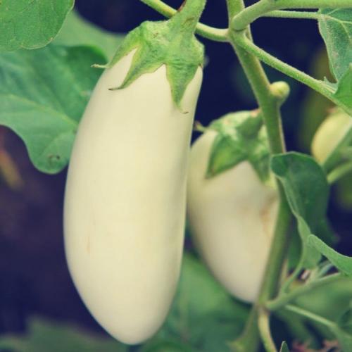 بذور الباذنجان الأبيض الطويل ( Solanum melongena )