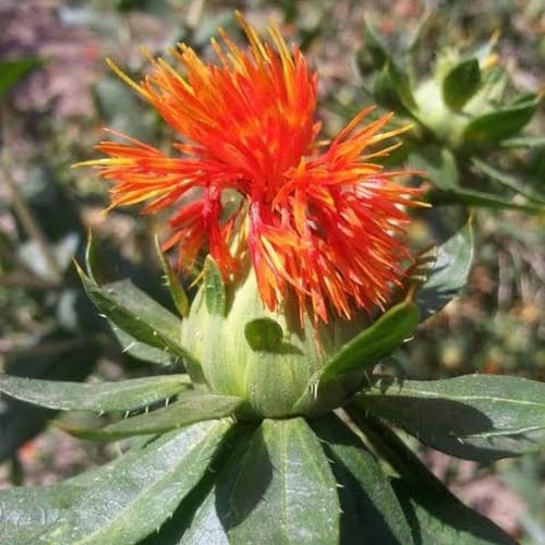 بذور العصفر - القرطم - الجرجوم ( carthamus tinctor...