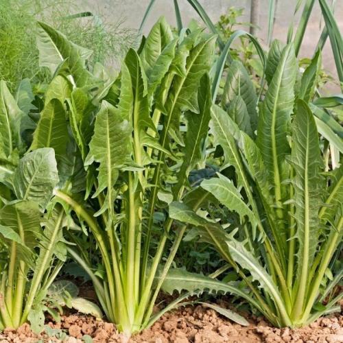 بذور نبات الهندباء ( Cichorium intybus )