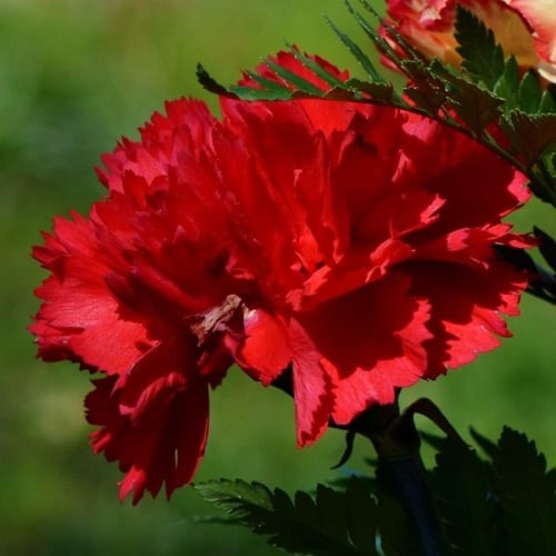 ‫بذور زهرة القرنفل الأحمر‬ ( Dianthus caryophyllus...
