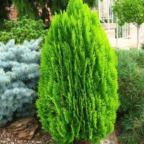 بذور شجيرة الثويا - التويا ( Platycladus orientali...