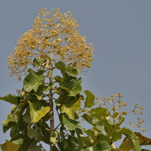 بذور شجرة التيك - خشب الساج ( Tectona grandis )
