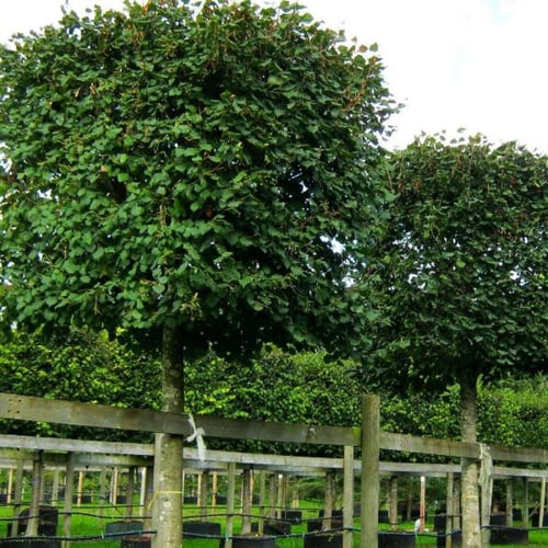 بذور شجرة الزيزفون الهولندي ( Tilia platyphyllos )