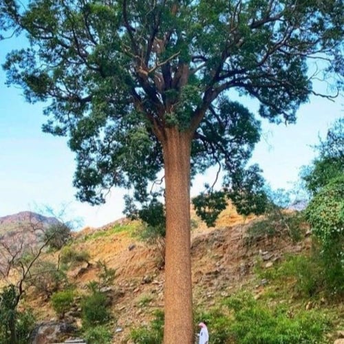 بذور شجرة اللبخ العملاق النادرة ( Mimusops laurifo...