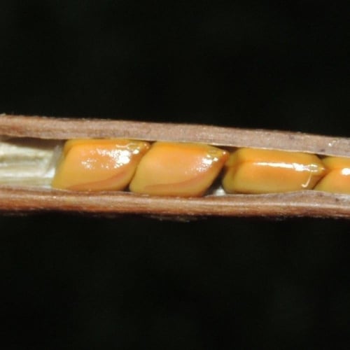 بذور عشبة سنا الصينية - المنجلية ( Senna obtusifol...