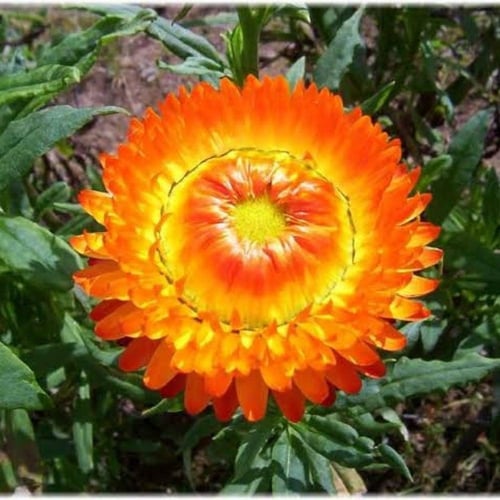 بذور زهرة الخلود - هليكريزم مزدوجة ( Helichrysum b...