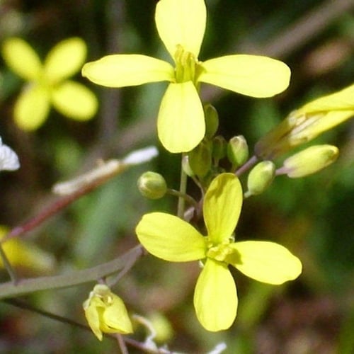 بذور الحرشاء ( Brassica tournefortii )