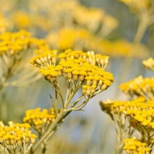 بذور الهليكريزم - زهرة الخلود ( Helichrysum spp )