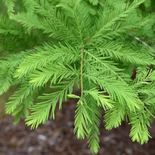 بذور شجرة تاكسوديم ( Taxodium Distichum )