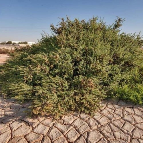 بذور شجيرة الروثة الرعوية ( Salsola vermiculata )