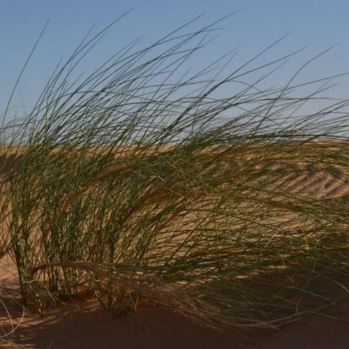 بذور عشبة النصي ( Stipagrostis )