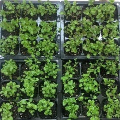 بذور زهرة لوبيليا ( Lobelia erinus )