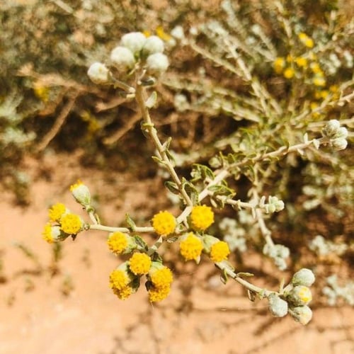 بذور القيصوم ( Achillea fragrantissima )
