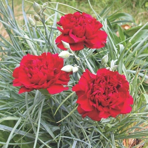 ‫بذور زهرة القرنفل الأحمر‬ ( Dianthus caryophyllus...