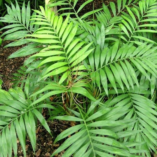 بذور نخيل شاميدوريا ( Chamaedorea elegans )