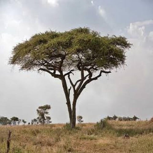 بذور شجرة القرض ( Acacia nilotica )