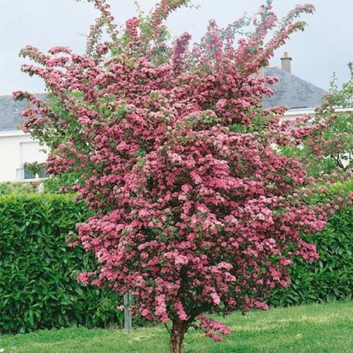 بذور شجرة الزعرور الانجليزي ( Crataegus laevigata...