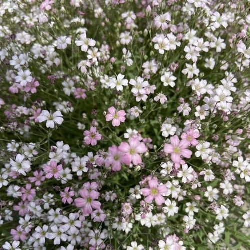 بذور زهور جيبسوفيلا ريبينز ( Gypsophila repens )