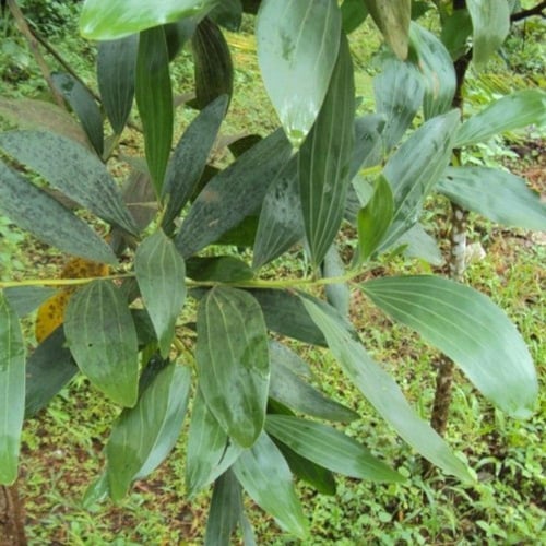 بذور شجرة طلح - أكاسيا مانقيوم‬ ( acacia mangium )