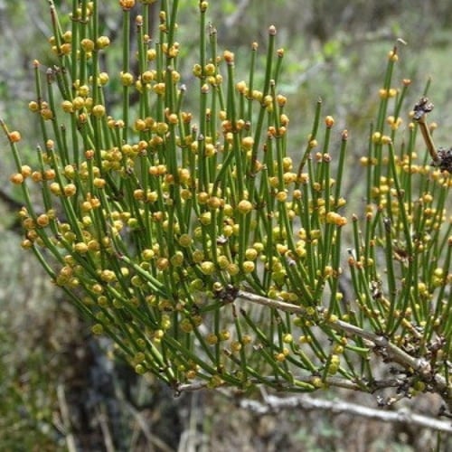 بذور عشبة العلندى - العدام الأصفر ( Ephedra transi...