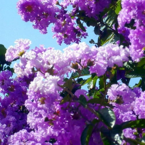 ‫بذور تمر حنا بنفسجي - لاجستروميا ( Lagerstroemia...