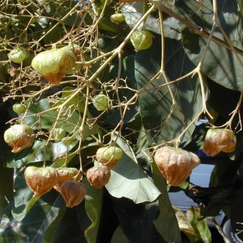 بذور شجرة التيك - خشب الساج ( Tectona grandis )