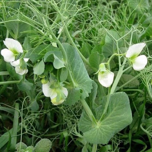 بذور البازلاء ( Pisum sativum )