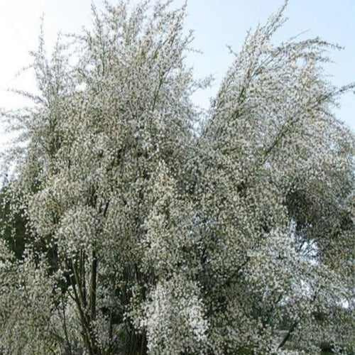 بذور الرتم ( Retama raetam )