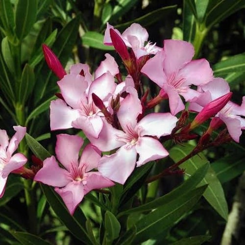 بذور الدفلى - الدفله الورديه (Nerium oleander)