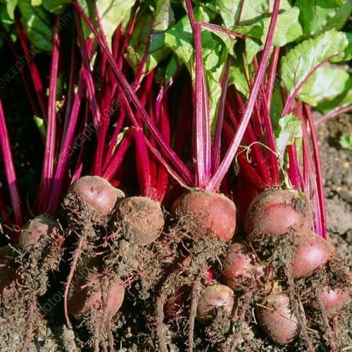 بذور نبات الشمندر - البنجر ( Beta vulgaris )