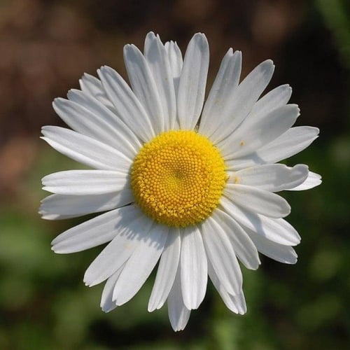 بذور زهرة أقحوان المروج ( Leucanthemum )