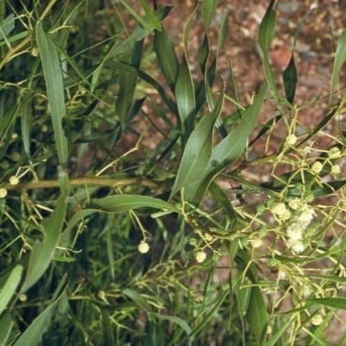 ‫بذور شجرة السنط الملحي‬ ( Acacia ampliceps )