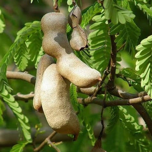 بذور شجرة التمر‬ الهندي ‬ ‫( Tamarindus indica )