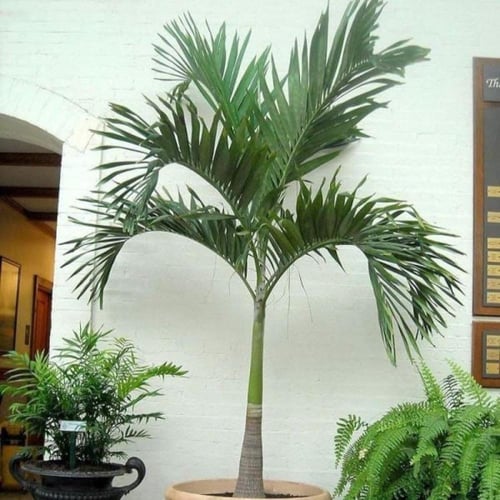 بذور نخيل مانيلا - فيتشيا ( Veitchia merrillii )