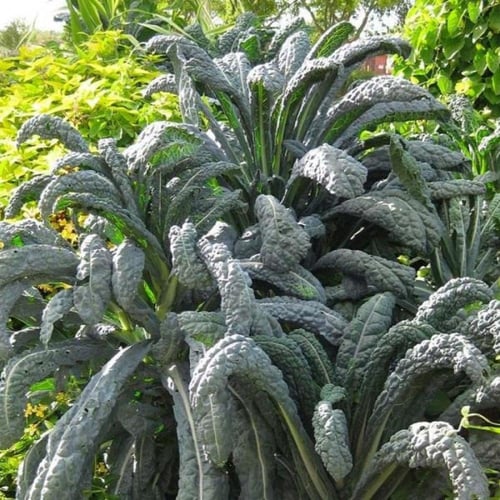 بذور نبات الكيل ( Brassica Oleracea )