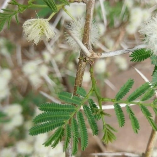 بذور سنط - طلح السيال ( Acacia johnwoodii )