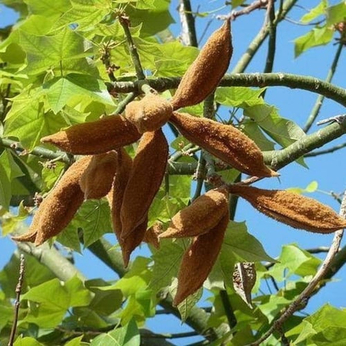 بذور استركوليا لوريدا ( Brachychiton discolor )