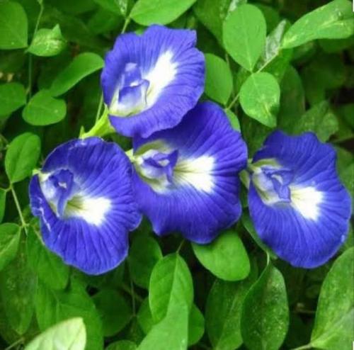 بذور متسلقة الشاي الأزرق ( Clitoria ternatea )