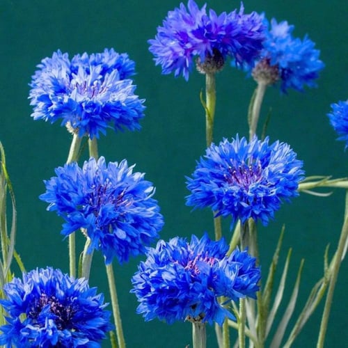 بذور زهرة سينتاوريا الزرقاء - ندى العنبر ( Centaur...