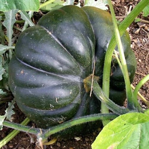 بذور القرع العسلي ( Cucurbita moschata )