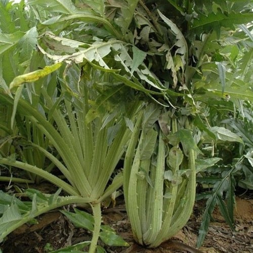 بذور الخرشوف الشوكي ( cynara cardunculus )
