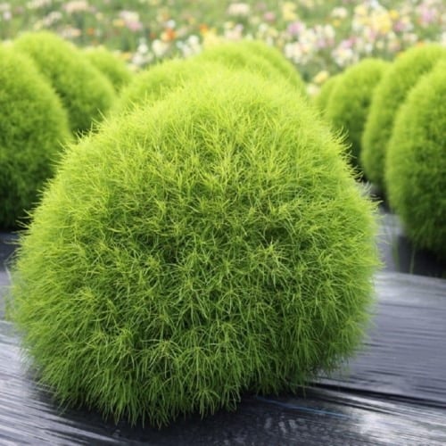 ‫بذور مكنسة الجنة - كوشيا ( Kochia Scoparia )