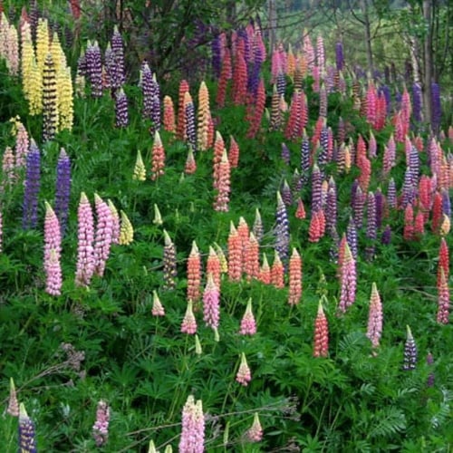 بذور زهور الترمس الملون ( Lupinus polyphyllus )