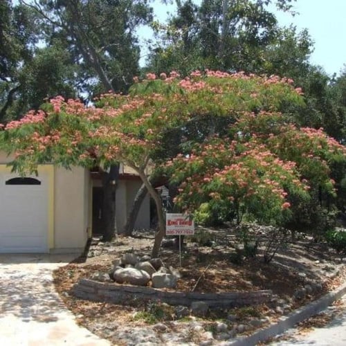 بذور شجرة اللبخ الأحمر - زهرة الحرير ( Albizia jul...