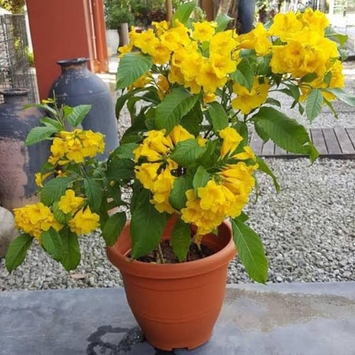 ‫بذور تيكوما ستانس‬ ( Tecoma Stans )