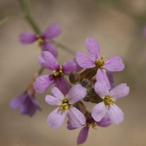 بذور السليح - الاسليح ( Cakile arabica )